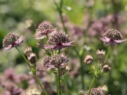 Sterndolde 'Florence' ® -Günstiges Garten Zart Geschäft sterndolde florence m078105 w 0