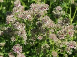 Sterndolde 'Florence' ® -Günstiges Garten Zart Geschäft sterndolde florence m078105 w 1