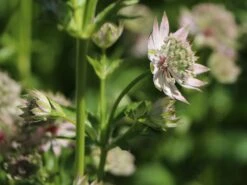 Sterndolde 'Florence' ® -Günstiges Garten Zart Geschäft sterndolde florence m078105 w 2