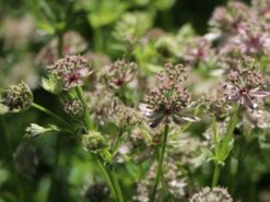 Sterndolde 'Florence' ® -Günstiges Garten Zart Geschäft sterndolde florence m078105 w 3