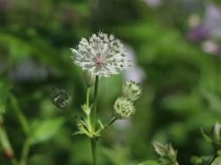 Sterndolde 'Margery Fish' -Günstiges Garten Zart Geschäft sterndolde margery fish m077096 w 0