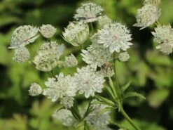 Sterndolde 'Margery Fish' -Günstiges Garten Zart Geschäft sterndolde margery fish m077096 w 3