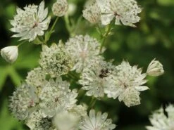 Sterndolde 'Margery Fish' -Günstiges Garten Zart Geschäft sterndolde margery fish m077096 w 4