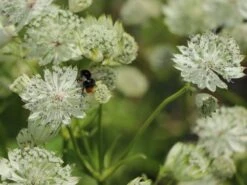 Sterndolde 'Margery Fish' -Günstiges Garten Zart Geschäft sterndolde margery fish m077096 w 5