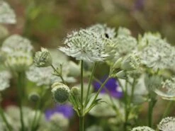 Sterndolde 'Margery Fish' -Günstiges Garten Zart Geschäft sterndolde margery fish m077096 w 6