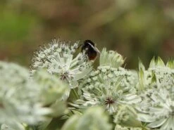 Sterndolde 'Margery Fish' -Günstiges Garten Zart Geschäft sterndolde margery fish m077096 w 7