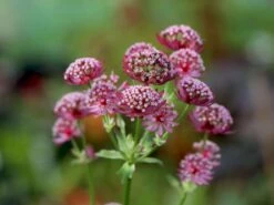 Sterndolde 'Moulin Rouge'