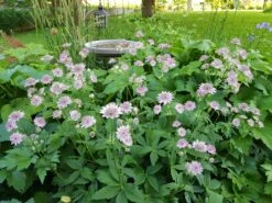 Sterndolde 'Rosea' 19 Sterndolde 'Rosea' -Günstiges Garten Zart Geschäft sterndolde rosea m061718 606421 0