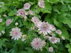 Sterndolde 'Rosea' 18 Sterndolde 'Rosea' -Günstiges Garten Zart Geschäft sterndolde rosea m061718 606421 1