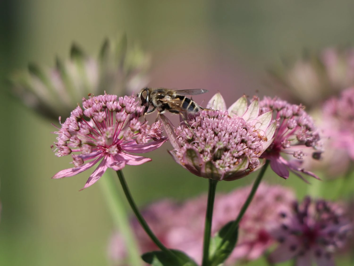 Sterndolde 'Rosea' 3 Sterndolde 'Rosea'