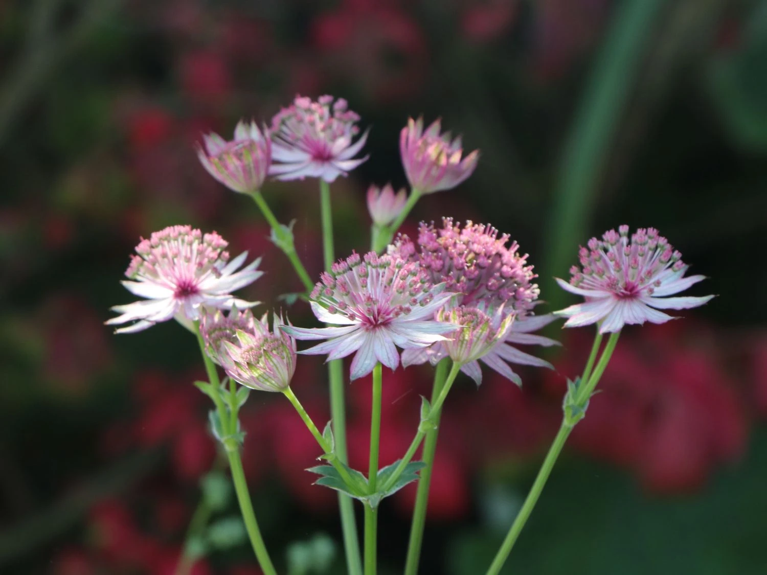 Sterndolde 'Rosea' 4 Sterndolde 'Rosea' – Bild 2