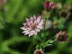 Sterndolde 'Rosea' 16 Sterndolde 'Rosea' -Günstiges Garten Zart Geschäft sterndolde rosea m061718 w 2