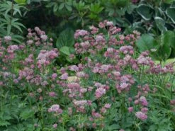 Sterndolde 'Rosea' 15 Sterndolde 'Rosea' -Günstiges Garten Zart Geschäft sterndolde rosea m061718 w 3