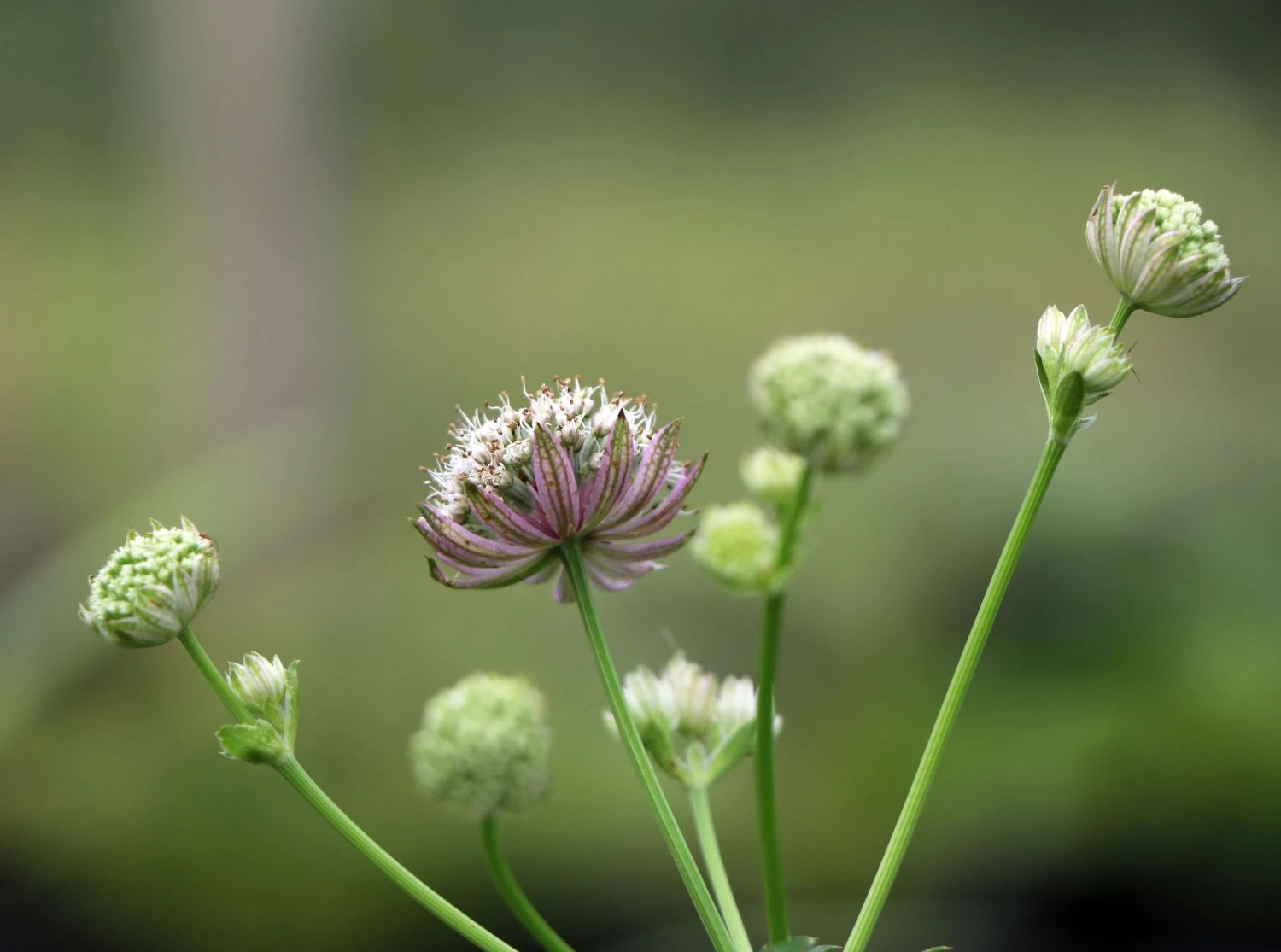 Sterndolde 'Rosea' 6 Sterndolde 'Rosea' – Bild 4