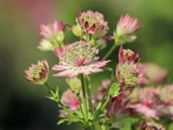 Sterndolde 'Rosea' 17 Sterndolde 'Rosea' -Günstiges Garten Zart Geschäft sterndolde rosea m061718 w 5