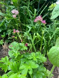 Sterndolde 'Rubra' -Günstiges Garten Zart Geschäft sterndolde rubra m077088 1472016 0