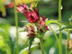 Sterndolde 'Rubra' -Günstiges Garten Zart Geschäft sterndolde rubra m077088 w 0