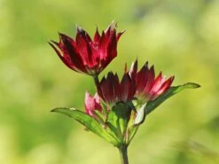 Sterndolde 'Rubra' -Günstiges Garten Zart Geschäft sterndolde rubra m077088 w 1