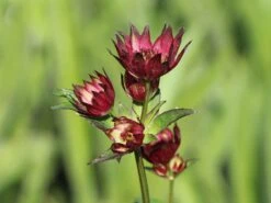 Sterndolde 'Rubra' -Günstiges Garten Zart Geschäft sterndolde rubra m077088 w 3