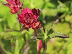 Sterndolde 'Ruby Wedding' 15 Sterndolde 'Ruby Wedding' -Günstiges Garten Zart Geschäft sterndolde ruby wedding m057882 w 0
