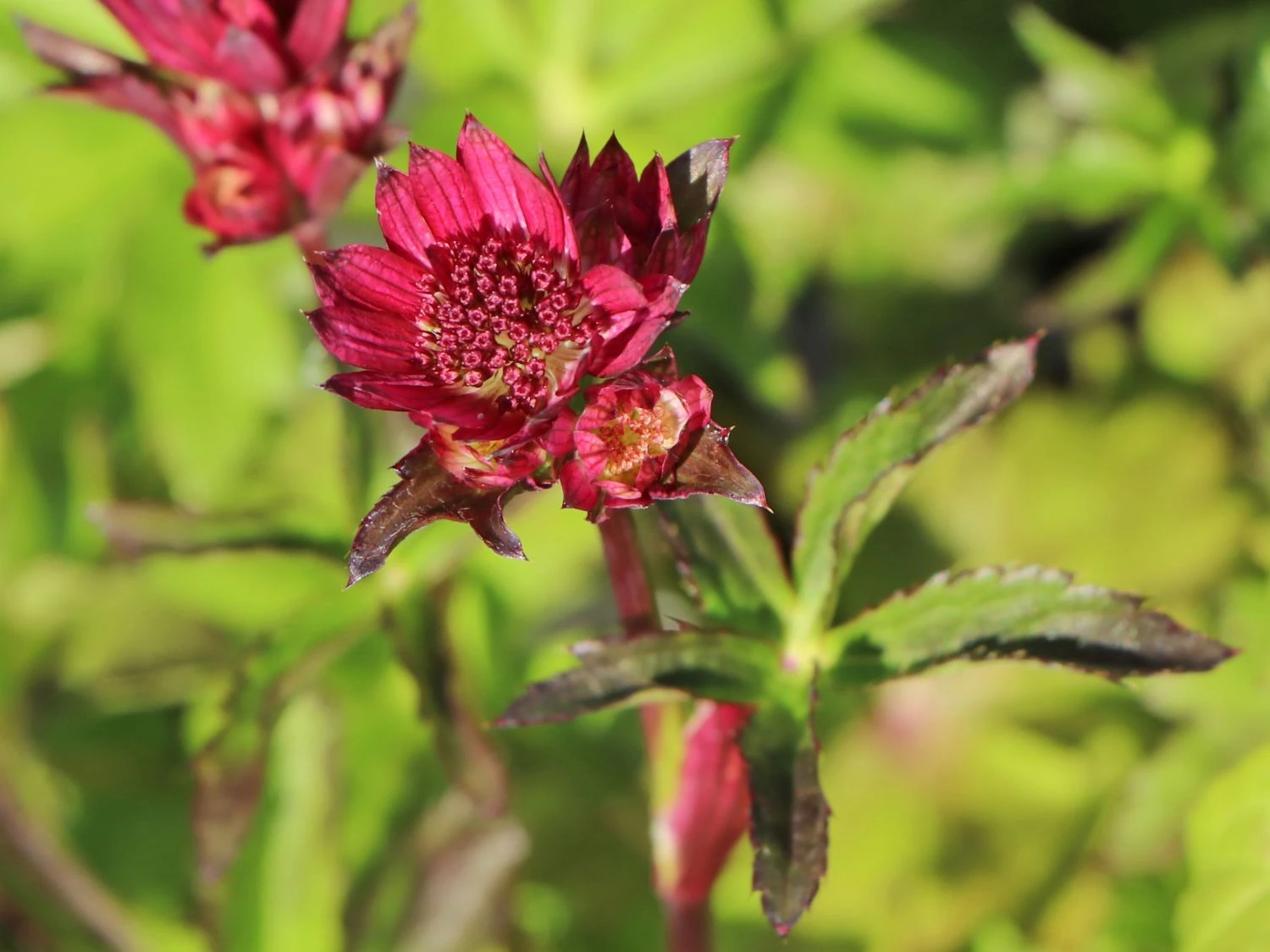 Sterndolde 'Ruby Wedding' 6 Sterndolde 'Ruby Wedding' – Bild 4