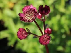 Sterndolde 'Ruby Wedding' 17 Sterndolde 'Ruby Wedding' -Günstiges Garten Zart Geschäft sterndolde ruby wedding m057882 w 1