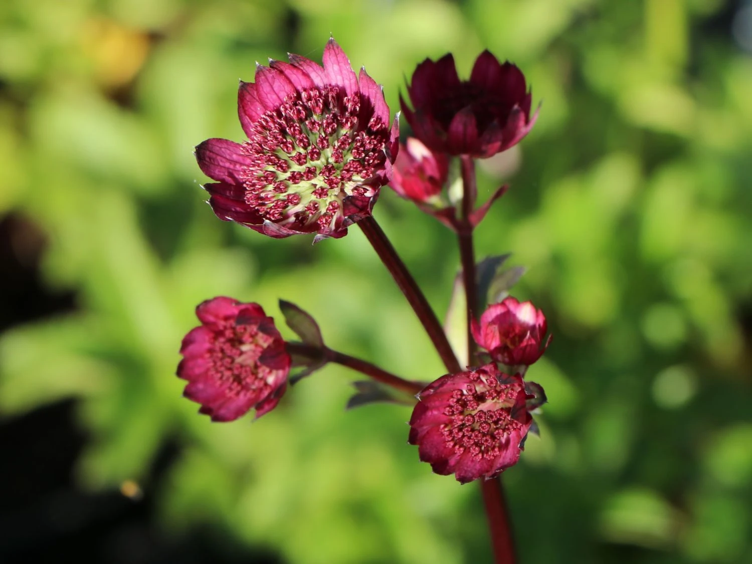 Sterndolde 'Ruby Wedding' 8 Sterndolde 'Ruby Wedding' – Bild 6