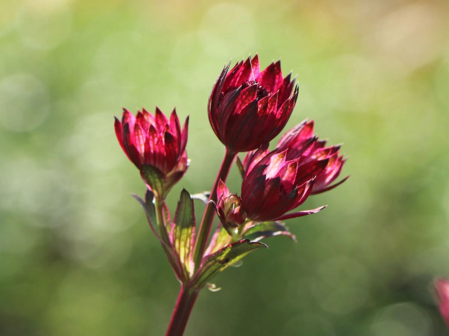 Sterndolde 'Ruby Wedding' 7 Sterndolde 'Ruby Wedding' – Bild 5