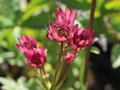 Sterndolde 'Ruby Wedding' 19 Sterndolde 'Ruby Wedding' -Günstiges Garten Zart Geschäft sterndolde ruby wedding m057882 w 3