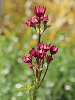 Sterndolde 'Ruby Wedding' 18 Sterndolde 'Ruby Wedding' -Günstiges Garten Zart Geschäft sterndolde ruby wedding m057882 w 4