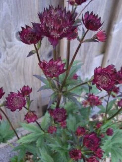 Sterndolde 'Ruby Wedding' 20 Sterndolde 'Ruby Wedding' -Günstiges Garten Zart Geschäft sterndolde ruby wedding m057882 w 5