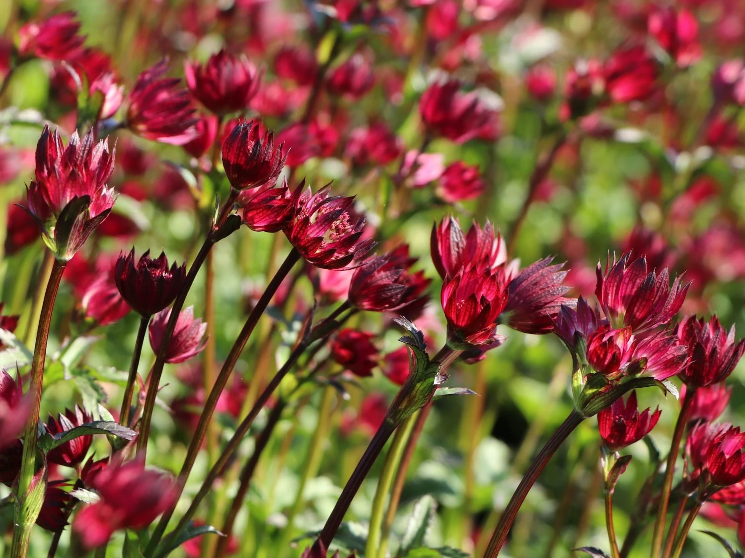 Sterndolde 'Ruby Wedding' 4 Sterndolde 'Ruby Wedding' – Bild 2