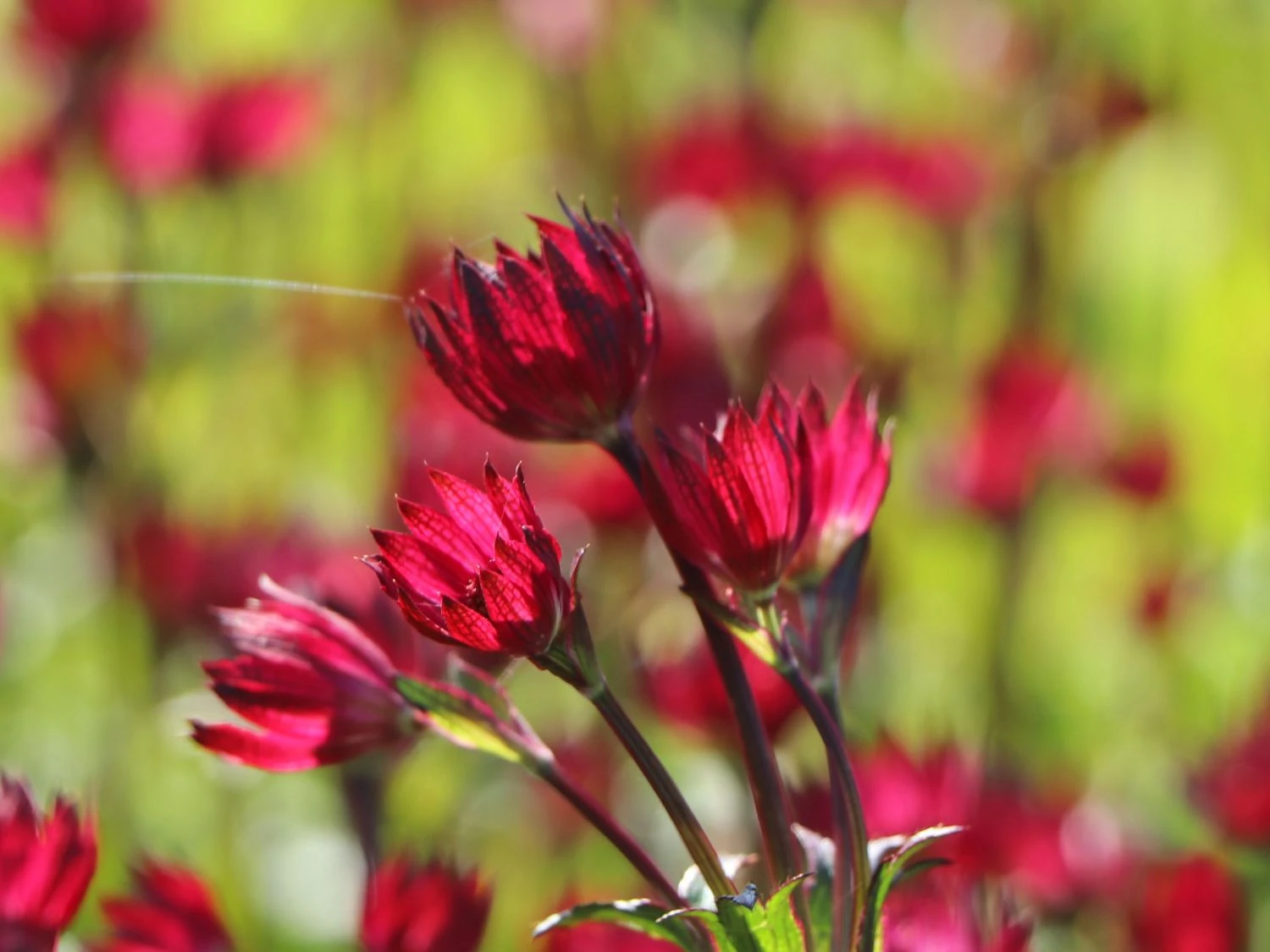 Sterndolde 'Ruby Wedding' 5 Sterndolde 'Ruby Wedding' – Bild 3