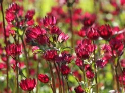 Sterndolde 'Ruby Wedding' 21 Sterndolde 'Ruby Wedding' -Günstiges Garten Zart Geschäft sterndolde ruby wedding m057882 w 8