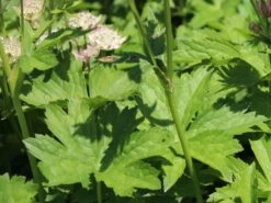 Sterndolde 'Star Of Royals' ® -Günstiges Garten Zart Geschäft sterndolde star of royals m061705 w 1