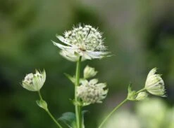 Sterndolde 'Star Of Royals' ® -Günstiges Garten Zart Geschäft sterndolde star of royals m061705 w 2