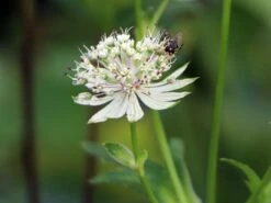 Sterndolde 'Star Of Royals' ® -Günstiges Garten Zart Geschäft sterndolde star of royals m061705 w 4
