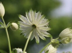 Sterndolde 'Star Of Royals' ® -Günstiges Garten Zart Geschäft sterndolde star of royals m061705 w 5