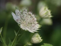 Sterndolde 'Star Of Royals' ® -Günstiges Garten Zart Geschäft sterndolde star of royals m061705 w 6