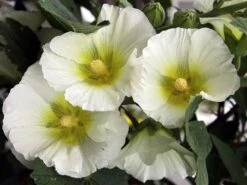 Einfachblühende Stockrose Spotlight-Serie 'Polarstar'