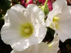 Einfachblühende Stockrose Spotlight-Serie 'Polarstar' -Günstiges Garten Zart Geschäft stockrose polarstar m061599 w 0