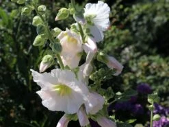 Einfachblühende Stockrose Spotlight-Serie 'Polarstar' -Günstiges Garten Zart Geschäft stockrose spotlight serie polarstar m061599 w 0