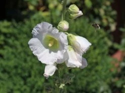 Einfachblühende Stockrose Spotlight-Serie 'Polarstar' -Günstiges Garten Zart Geschäft stockrose spotlight serie polarstar m061599 w 1