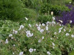 Storchschnabel 'Derrick Cook' -Günstiges Garten Zart Geschäft storchschnabel derrick cook m062131 w 1