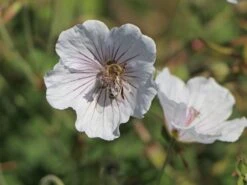 Storchschnabel 'Derrick Cook' -Günstiges Garten Zart Geschäft storchschnabel derrick cook m062131 w 10