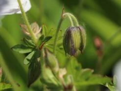 Storchschnabel 'Derrick Cook' -Günstiges Garten Zart Geschäft storchschnabel derrick cook m062131 w 2