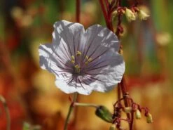 Storchschnabel 'Derrick Cook' -Günstiges Garten Zart Geschäft storchschnabel derrick cook m062131 w 3