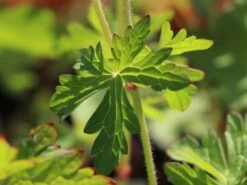 Storchschnabel 'Derrick Cook' -Günstiges Garten Zart Geschäft storchschnabel derrick cook m062131 w 4