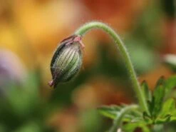 Storchschnabel 'Derrick Cook' -Günstiges Garten Zart Geschäft storchschnabel derrick cook m062131 w 5