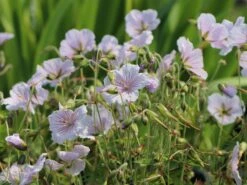 Storchschnabel 'Derrick Cook' -Günstiges Garten Zart Geschäft storchschnabel derrick cook m062131 w 8